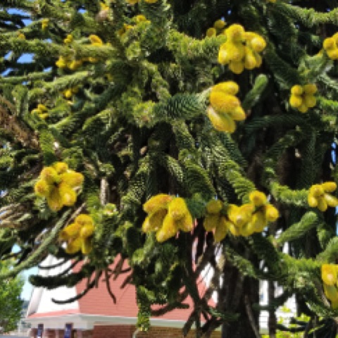 Monkey Puzzle Tree